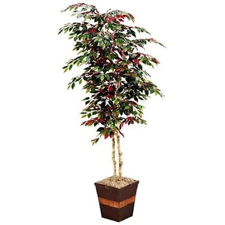 7' Red Ficus